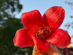 -广州酒家(天字码头店)
