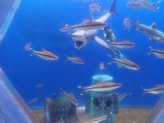 -华夏文旅海洋公园