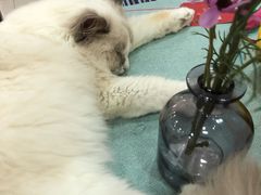 -鼓捣猫呢主题猫咖店