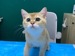 -猫大福·Fortune Cat猫舍(百子湾店)