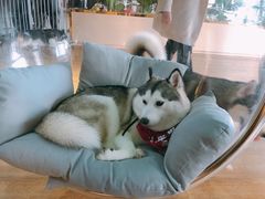 -Husky Go! 哈士奇体验馆·宠物咖啡厅狗咖
