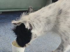 -顺强宠物诊所·狂犬免疫·夜诊·骨科(嘉定店)
