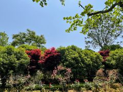 -上海鲜花港