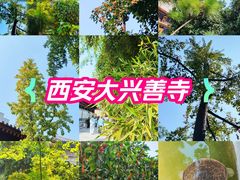 -西安大兴善寺