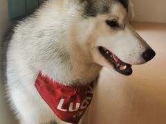 -Husky Go! 哈士奇体验馆·宠物咖啡厅狗咖