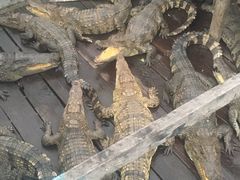 -洞里萨湖