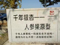 -千年银杏谷文化旅游区