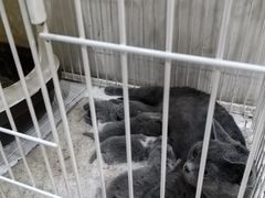 -夏家大锅台炖鱼馆