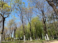 -大兴滨河森林公园