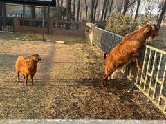 -沈阳森林动物园