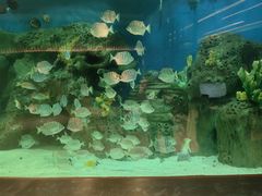 -艺厨风尚餐厅 · 桔钓沙莱华度假酒店