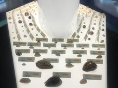 -贝壳梦幻世界