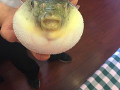 -长顺河豚馆(江洲东路)