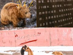 -新疆天山野生动物园