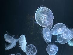-厦门海底世界