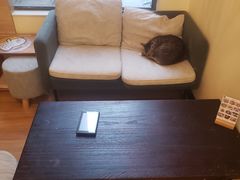 -滚猫咖啡·猫咖·猫友好撸猫(未来城店)
