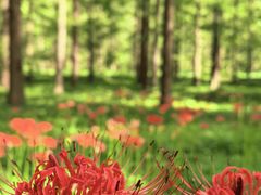 -黄海国家森林公园