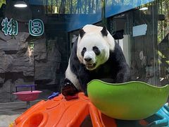 -栾川竹海野生动物园