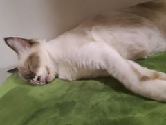 -猫色咖啡·猫咖