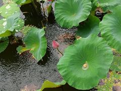-惠州西湖丰渚园