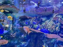 -上海海洋水族馆