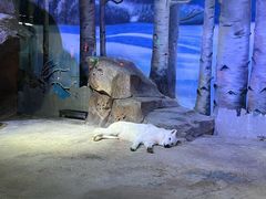 -芜湖新华联大白鲸海洋公园