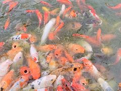 -重元寺香积厨素斋馆