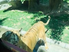 -北京野生动物园