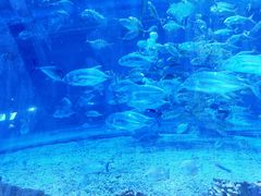 -华夏文旅海洋公园