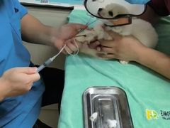 -宠颐生汉谟拉比宠物医院