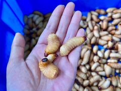 -嘉升大排档(番禺总店)