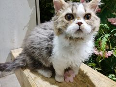-猫小院猫主题餐厅(三里屯店)