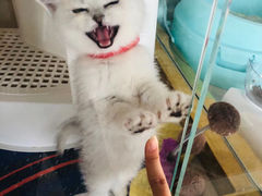 -糯米喵星人总部直营旗舰店·猫舍·幼猫出售