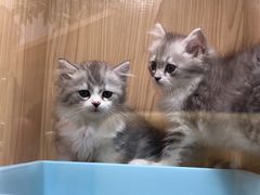 -屋虎猫馆(宝安大仟里店)
