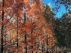 -白水寺森林公园
