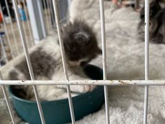 -中环花鸟鱼虫市场