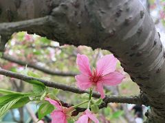 -天适樱花悠乐园