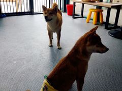 -柴源莊·柴小宠柴犬咖啡