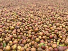 -江西阳明山国家森林公园