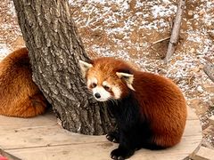 -大连森林动物园