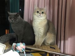 -东方名猫馆·英短金渐层布偶猫舍(环线广场1号楼店)