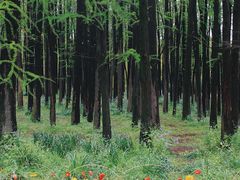 -上海共青森林公园