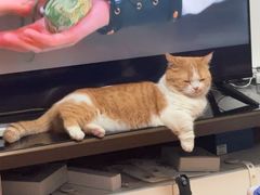 -小猫来了猫舍(福田店)