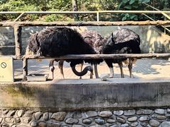 -燕塞湖鸟语林景区