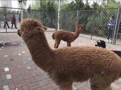 -长白岛森林公园