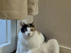 -御宝贝·A梦猫科宠物医院(国际猫友好医院)
