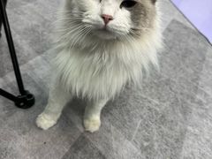 -1013 PET SHOP 宠物商店(近铁城市广场店)