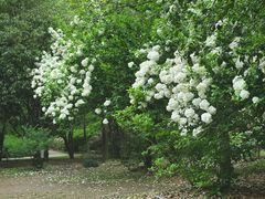 -上海共青森林公园