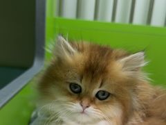 -唐小姐の猫狗洗护·购宠旗舰店(周浦万达店)