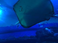 -成都浩海立方海洋公园